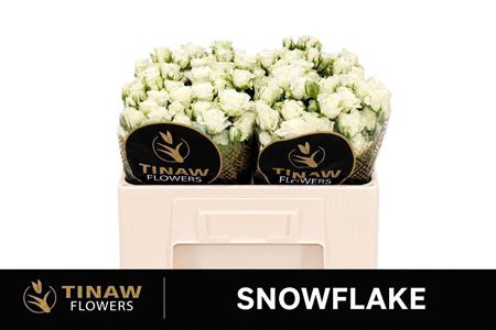 R Tr Snowflake