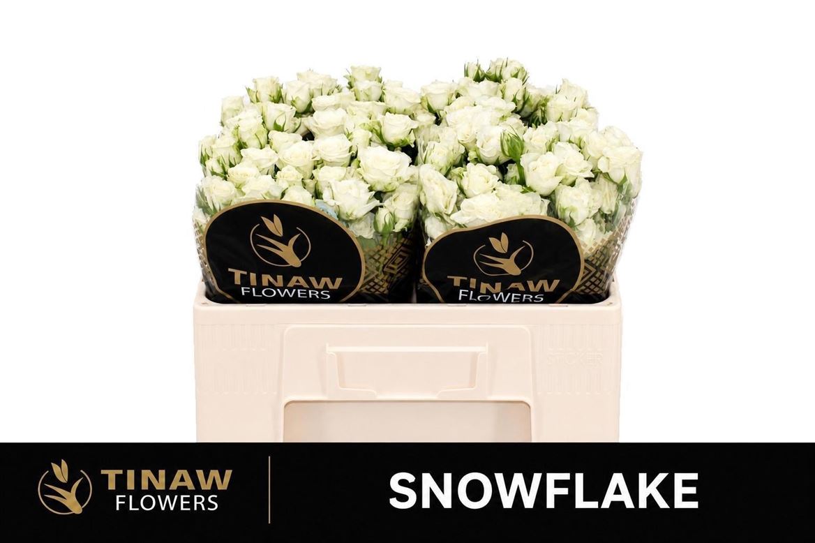 Rosa Spr Snowflake 50cm