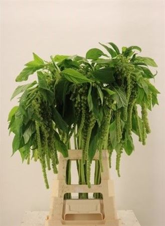 Amaranthus Caudatus Cycloop 80cm