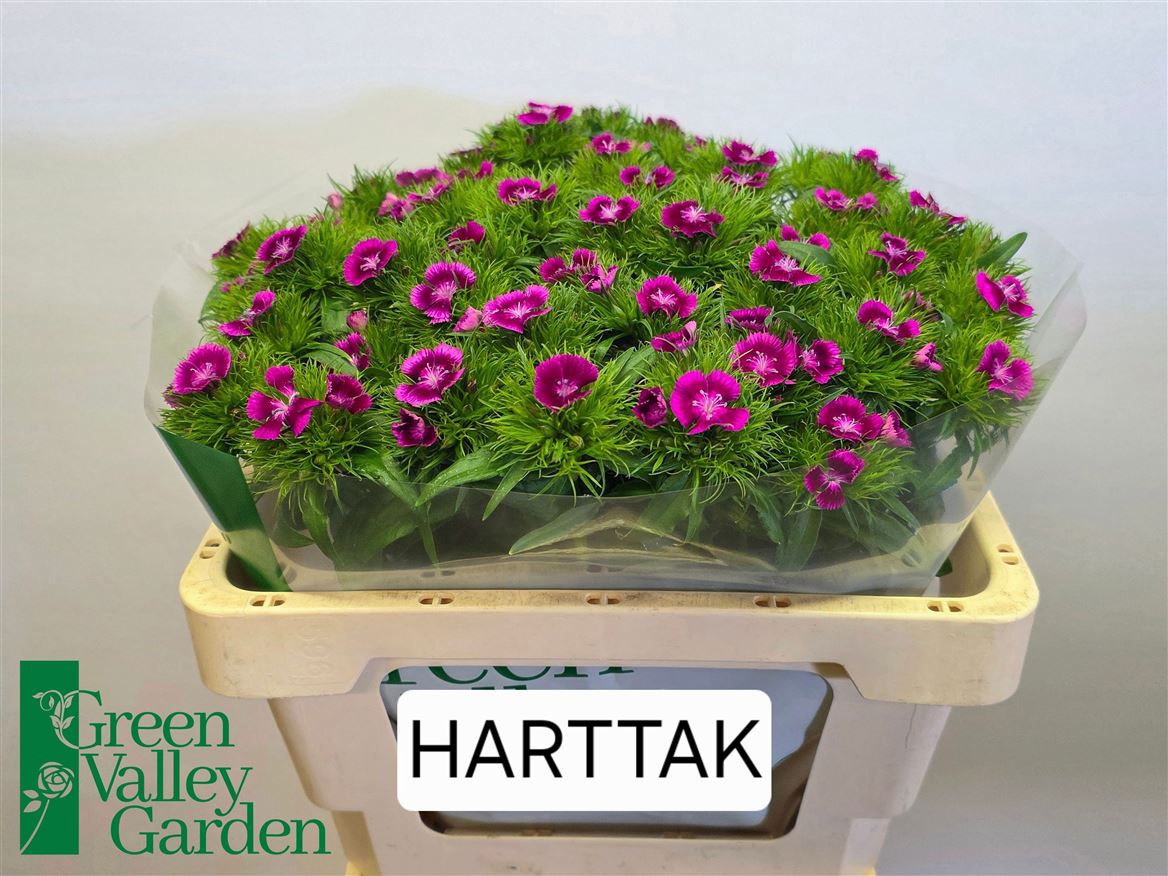Dianthus Barb Sweet Will Magenta Bicolour 56cm