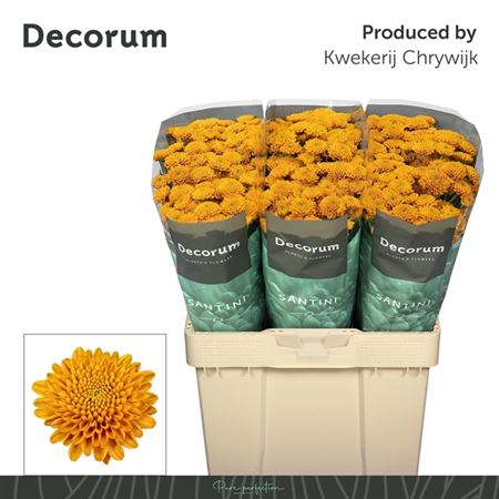 Chrysanth Santini Ellison Orange 55cm 44gr.