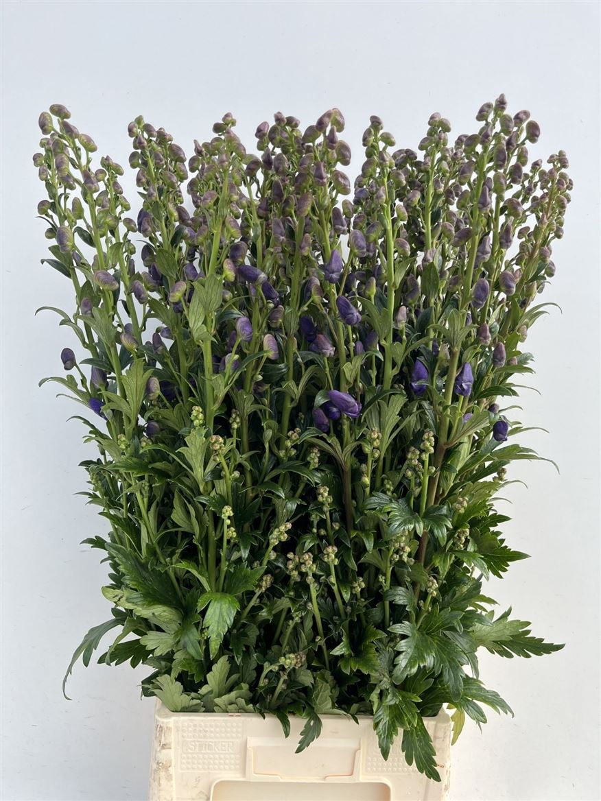 Aconitum Carmichaelii Arendsii 100cm