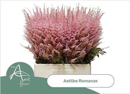 Astilbe Romanze 70cm