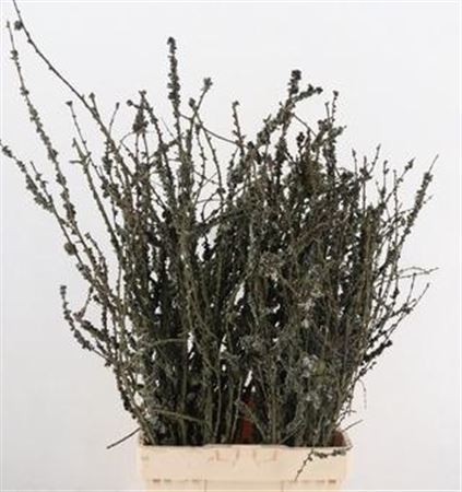 Larix Box 50cm
