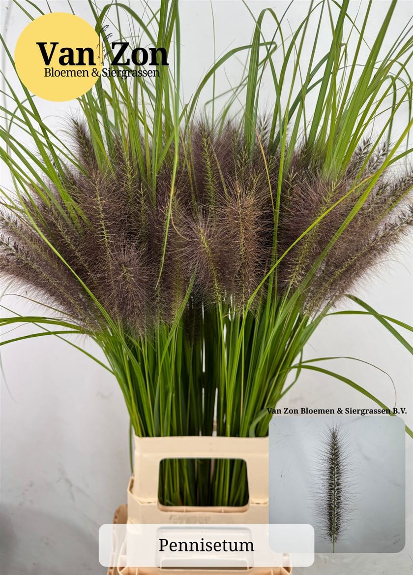 Pennisetum Black Magic 85cm