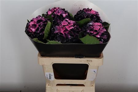 Hydr Wax Black Beaty 60cm