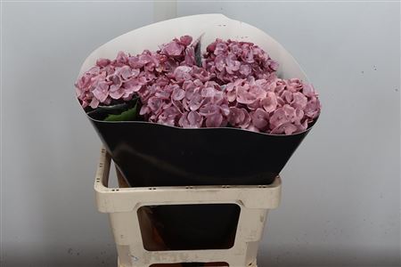 Hydr Wax Oceana 60cm