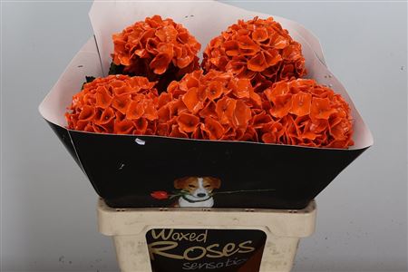 Hydr Wax Oranje 60cm