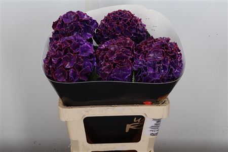 Hydr Wax Paars 60cm