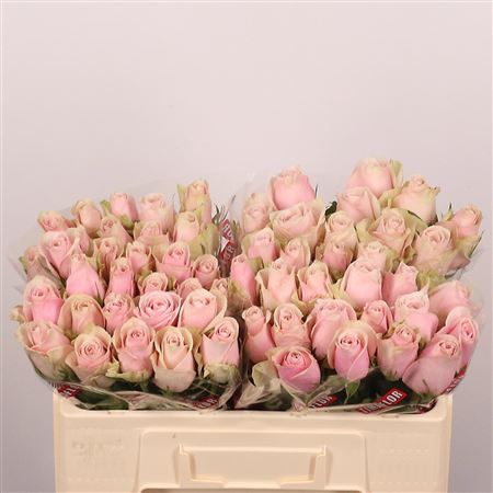 R Gr Pink Athena