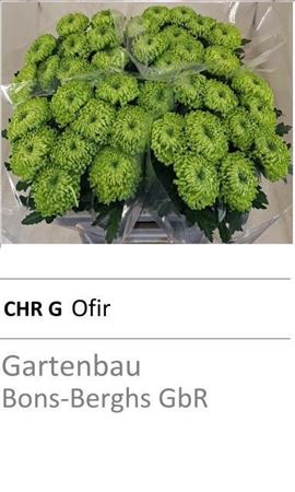 Chrysanth Single Ofir 75cm 70gr.