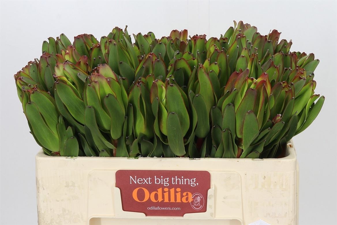 Leucadendron Laurel Yellow 50cm