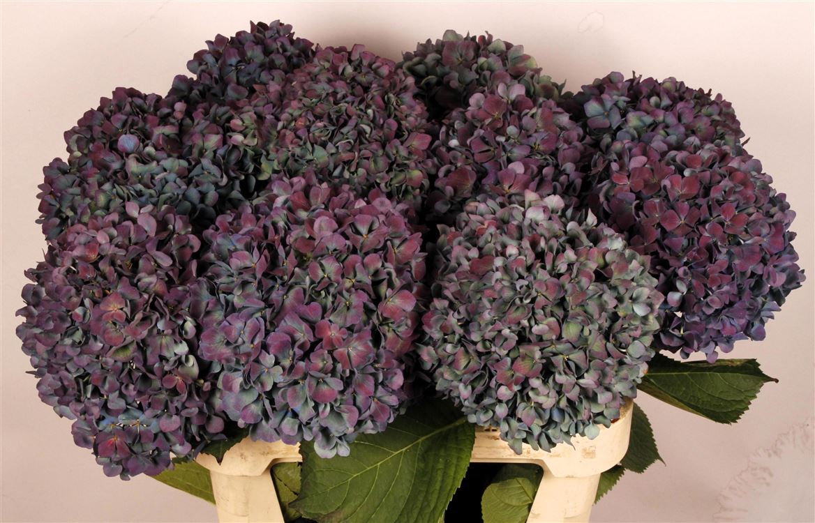 Hydrangea Pimpernel Classic 80cm 20-22cm Hd