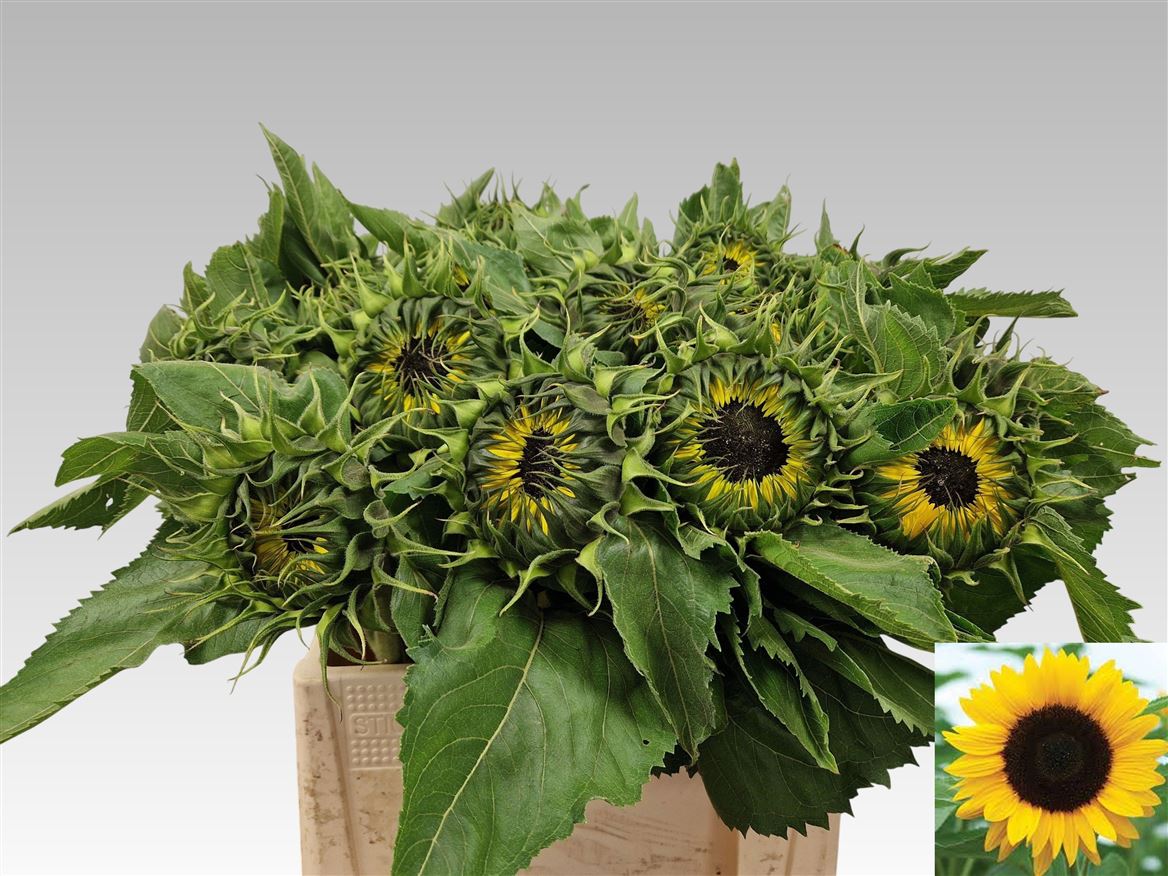 Helianthus Sunrich Orange 65cm 12cm Hd