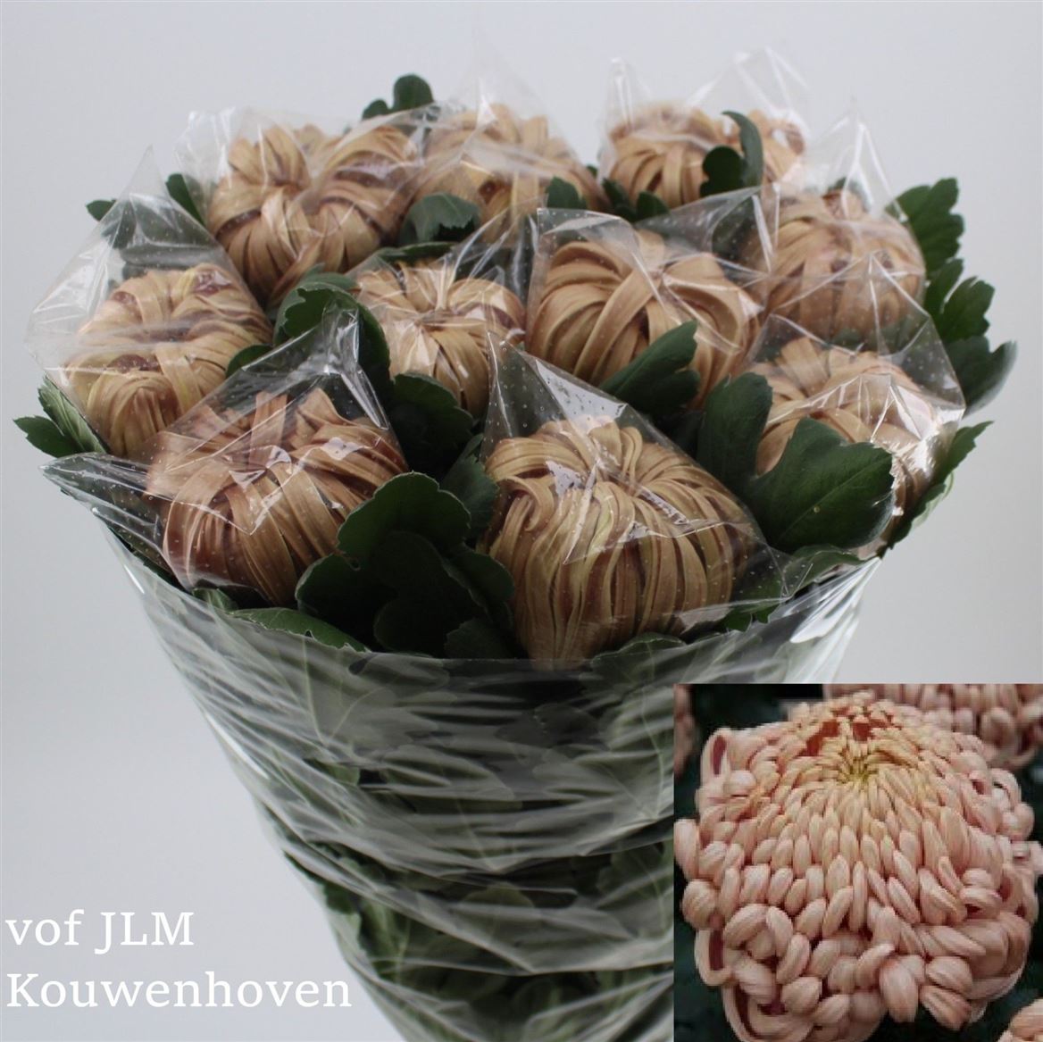 Chrysanth Single Vienna Copper 80cm 120gr.