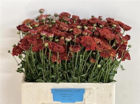 Chrysanth Spray Wendy Red 55cm 50gr.