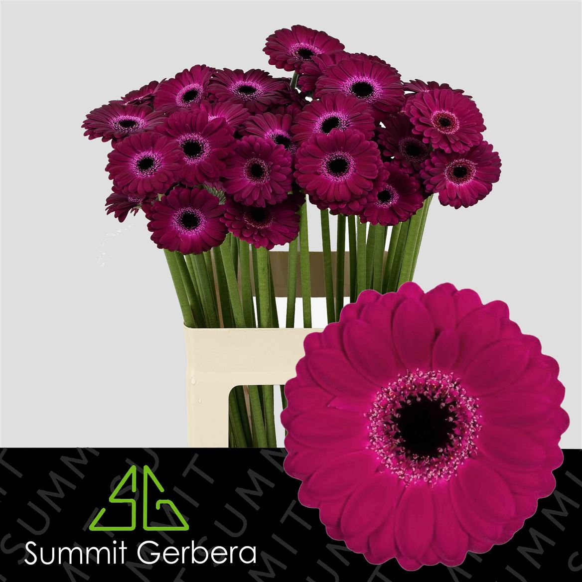 Gerbera Mini Platini+