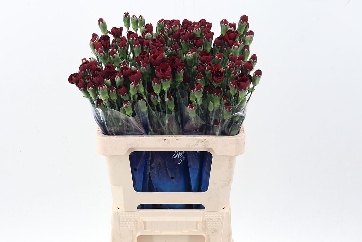 Dianthus Spray Chateau 60cm