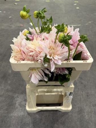 Dahlia Café Au Lait 55cm