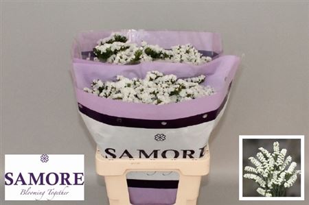 Limonium St Silv Sun Birds 60cm 24gram