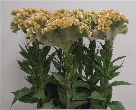 Celosia Muse Mint 100cm