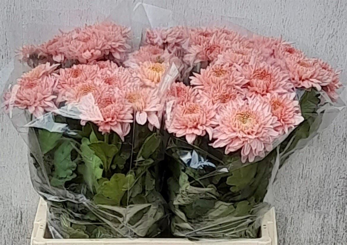 Chrysanth Single Marielle 60cm 70gr.