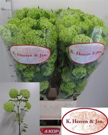 Viburnum Opulus Roseum 100cm 4-hd