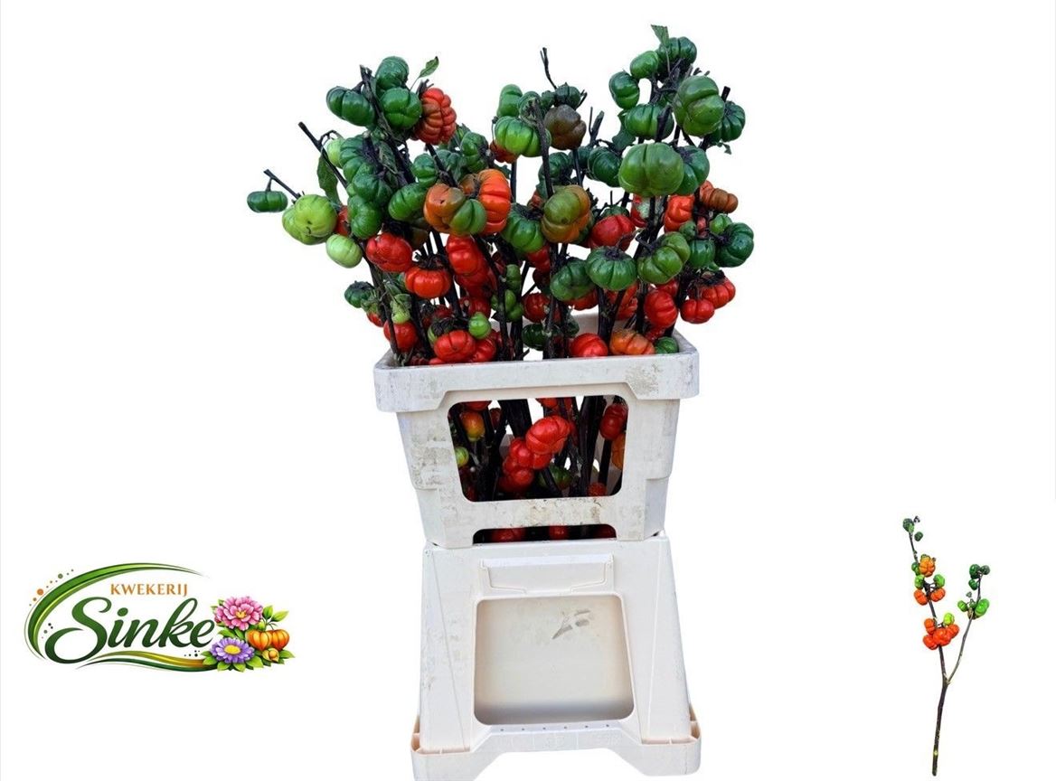 Sola In Tomaat Tak 70cm