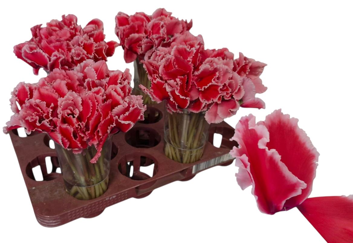 Cyclamen Light Pink 20cm