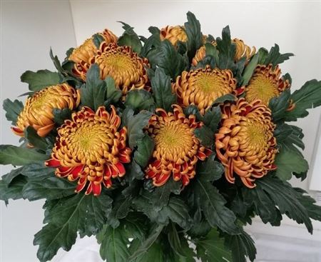 Chrysanth Single Fuego 70cm 75gr.