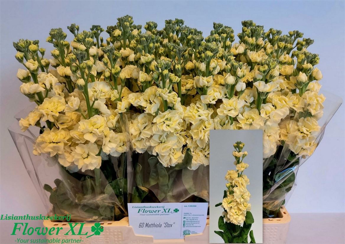 Matthiola StoX Yellow 57cm
