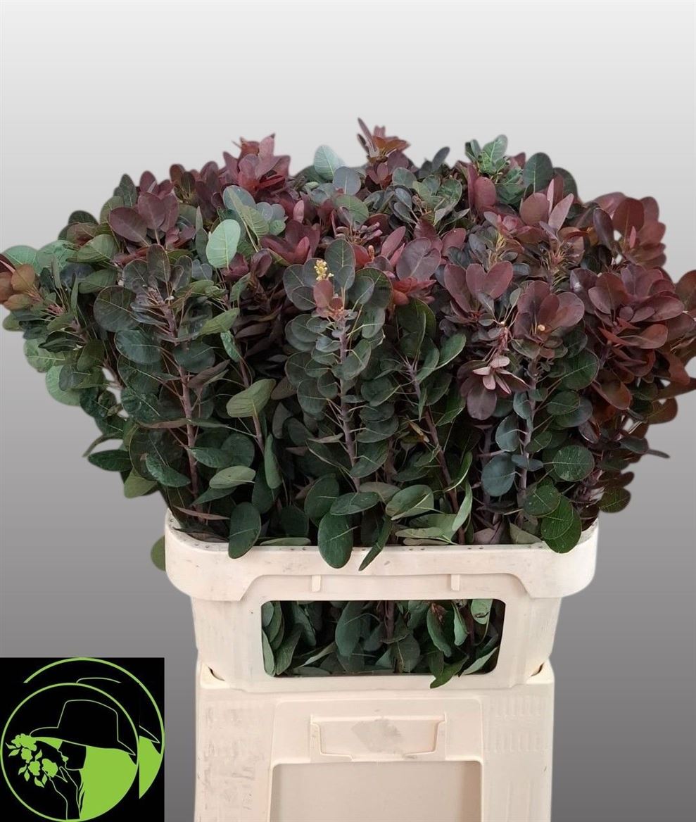 Cotinus Coggygria Magical Purple 80cm