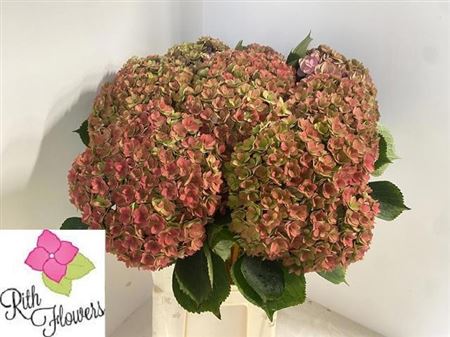Hydrangea Royal Anastasia Classic 80cm 24Ø