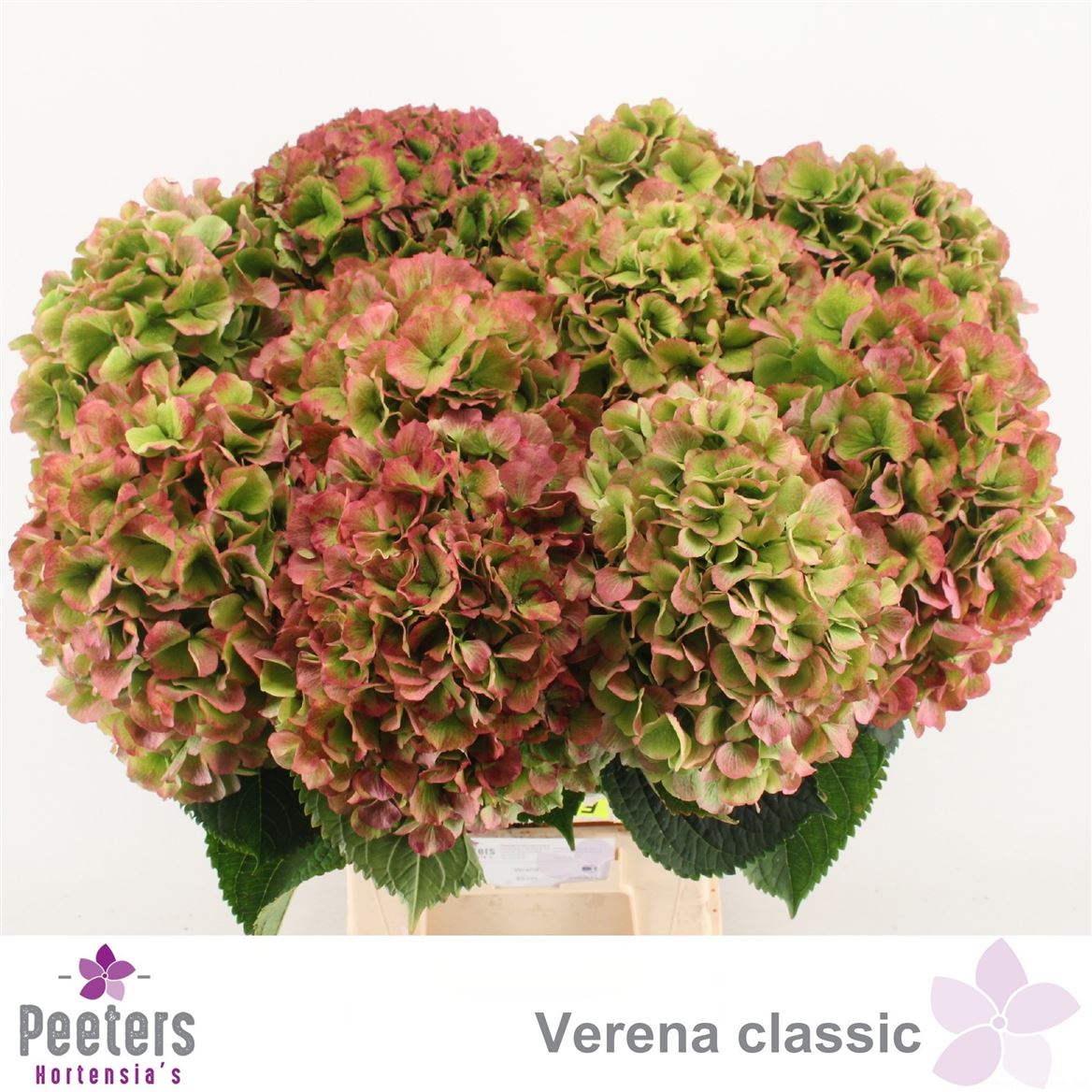 Hydrangea Verena Classic 65cm 20-22cm Hd
