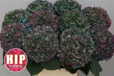 Hydrangea Pimpernel Classic 100cm 26Ø