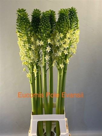 Eucomis Pole-Evansii Goliath 100cm