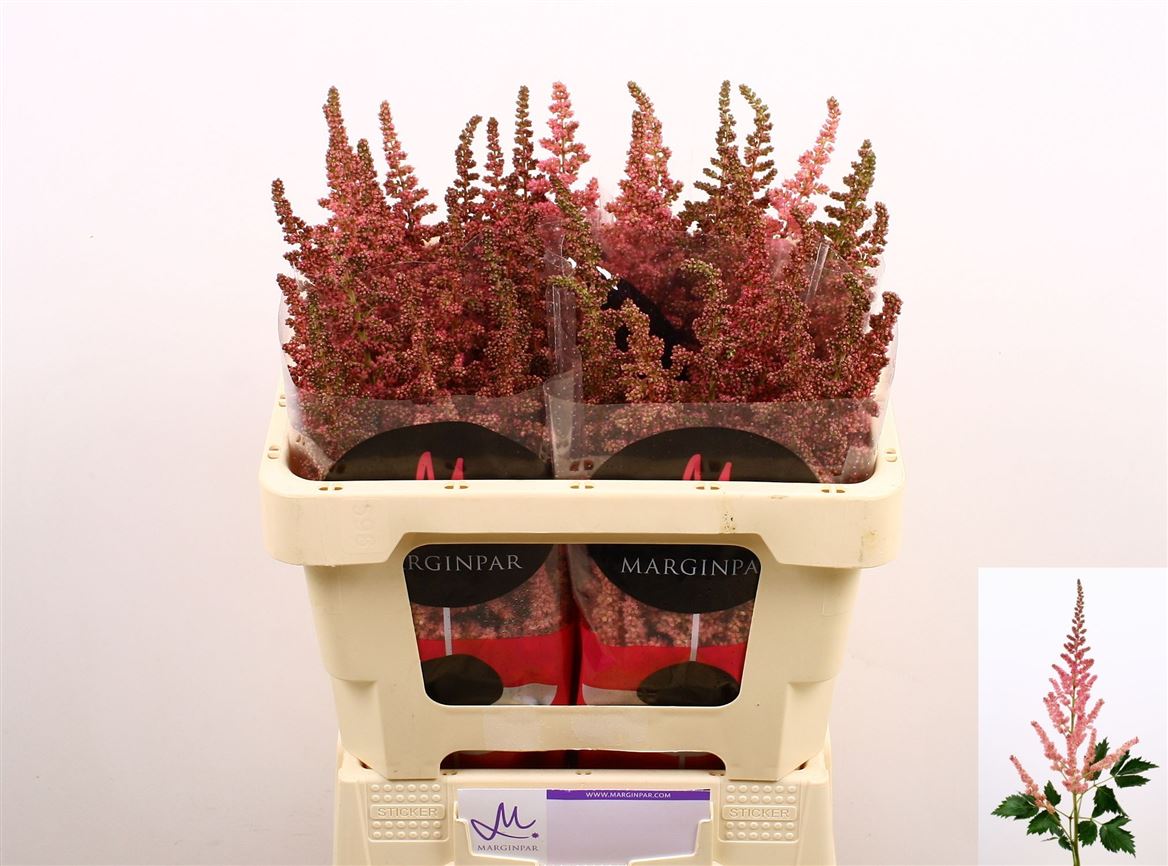Astilbe Vision Pink 50cm