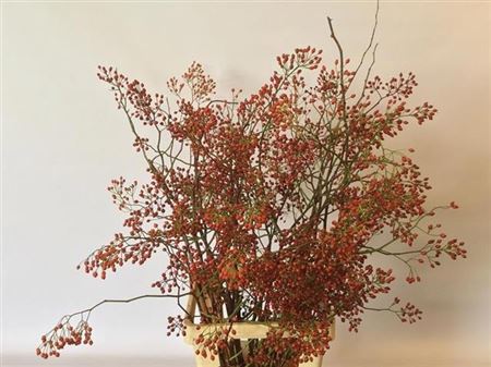 Rosehips Corallo 70cm