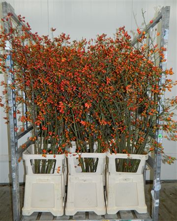 Rosa Ov