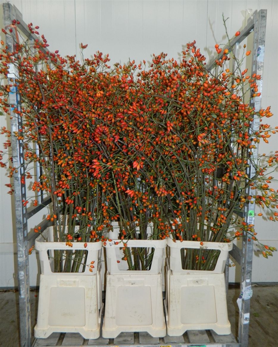 Rosa (ROZEBOTTEL) 180cm
