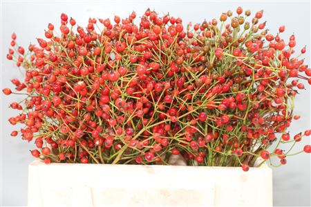 Rosa Prinsberry Red