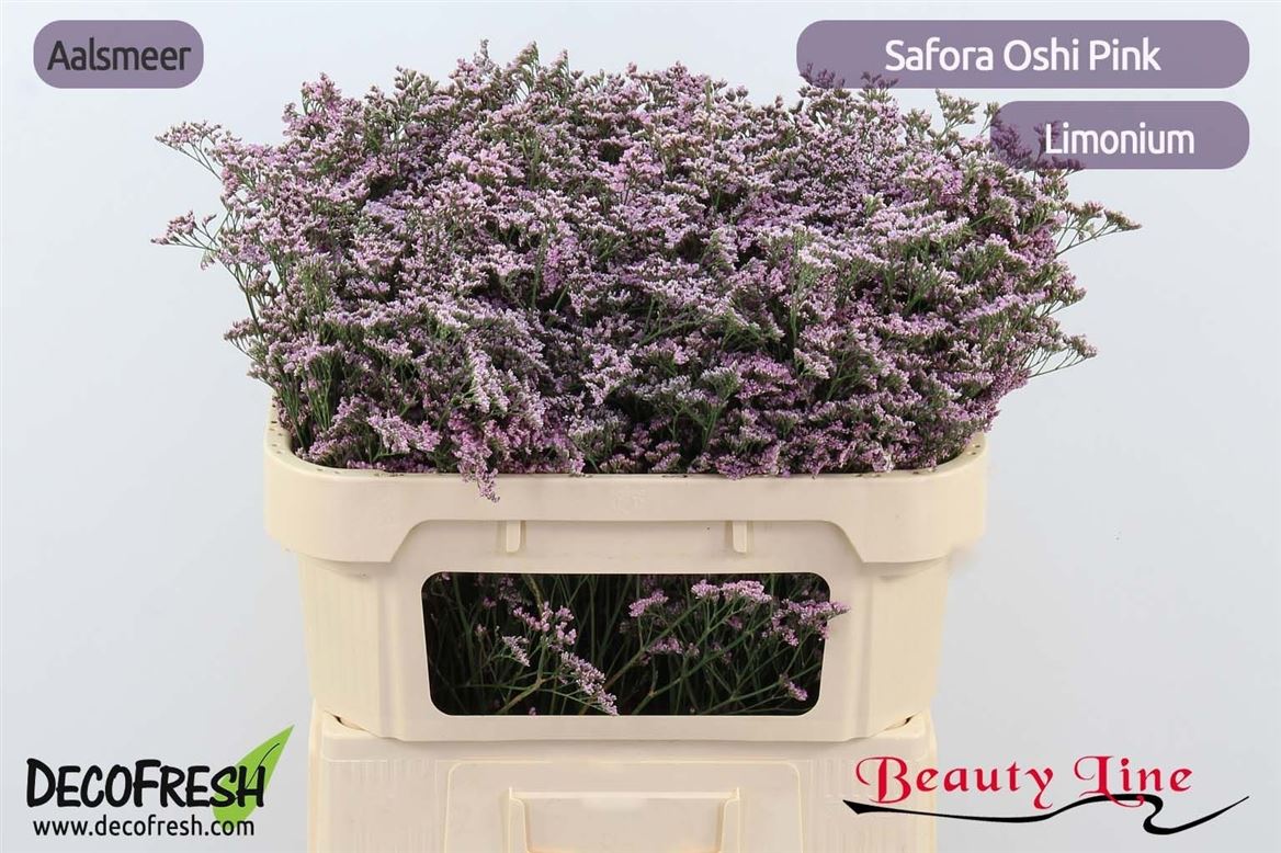 Limonium S Oshi Pink 70cm 35gram