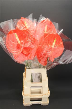 Anthurium Naranja 15Ø