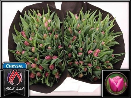 Tulipa Double Princes 36cm 36gram