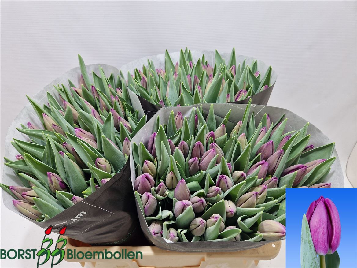 Tulip Single Bullit 35cm 35gr.