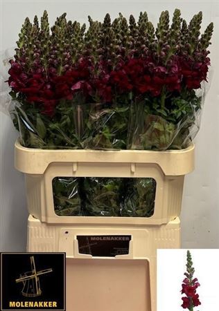 Antirrhinum Potomac Red 75cm