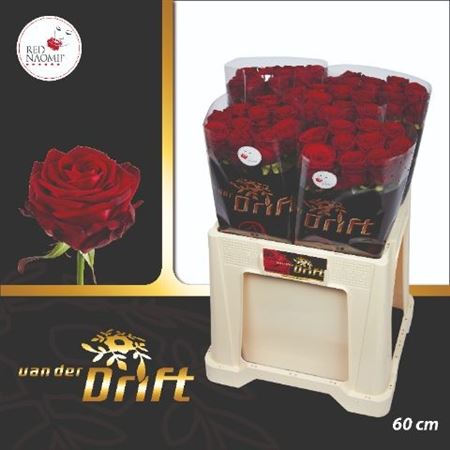 Rosa Red Naomi 60cm