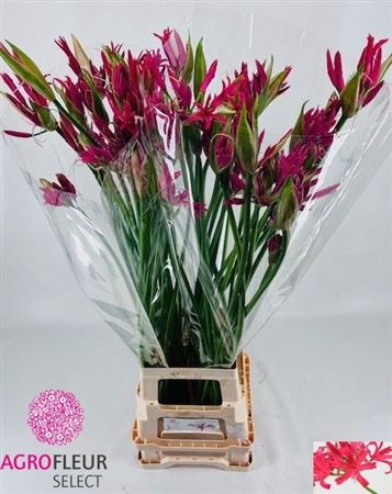 Nerine Pearls Of Cherry 95cm