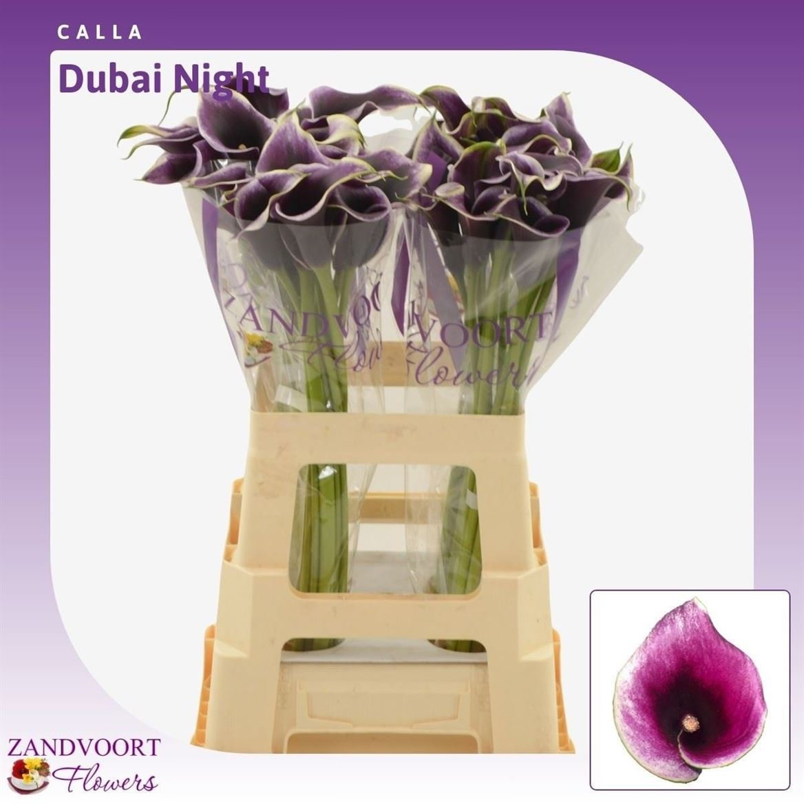 Calla Dubai Nights 60cm