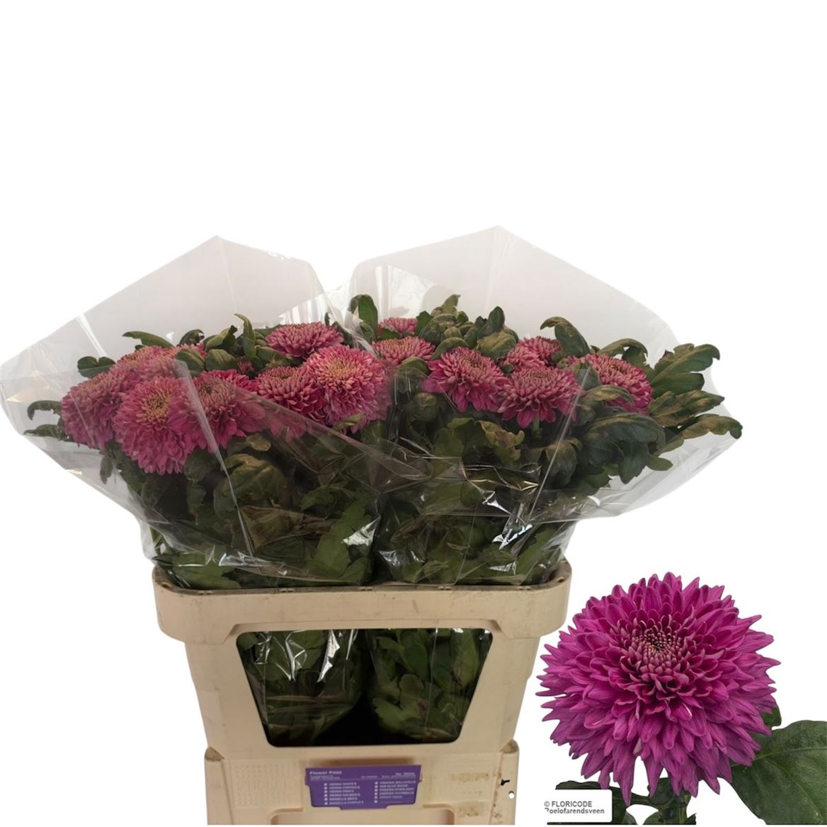 Chrysanth Single Marielle Purple 80cm 100gr.